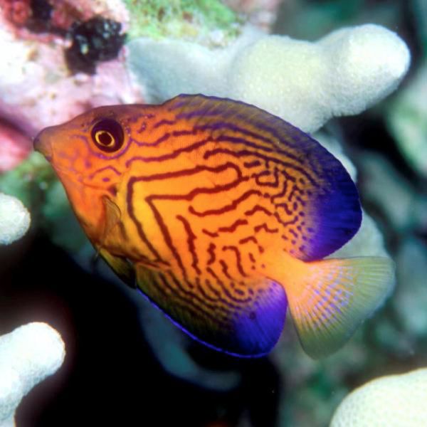 Ctenochaetus Hawaiiensis