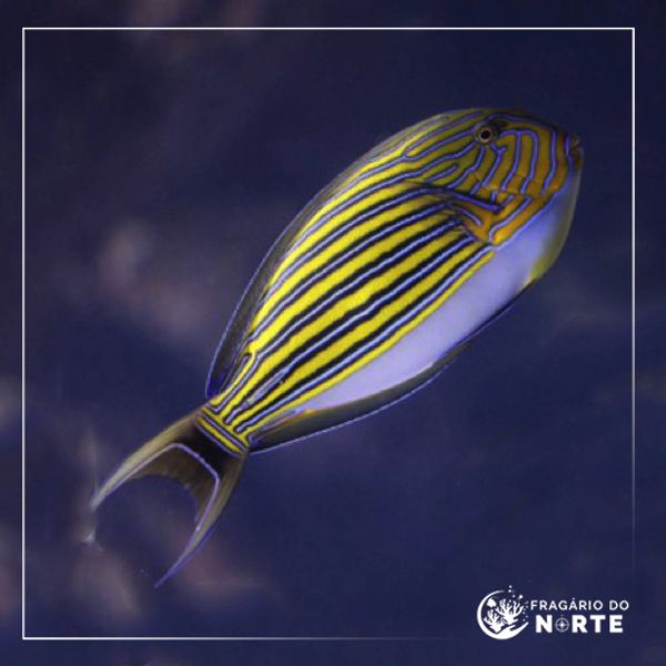 Acanthurus lineatus