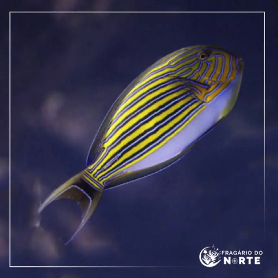 Acanthurus lineatus 1