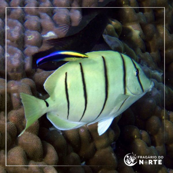 Acanthurus triostegus