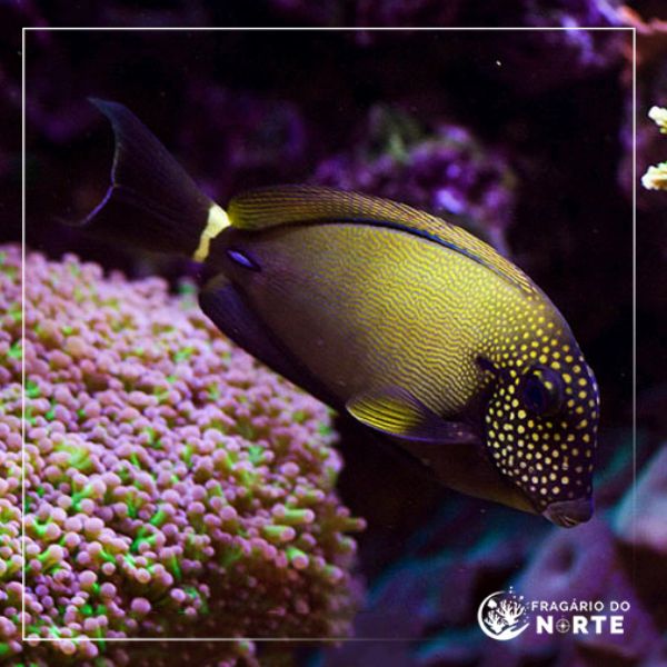 Acanthurus maculiceps