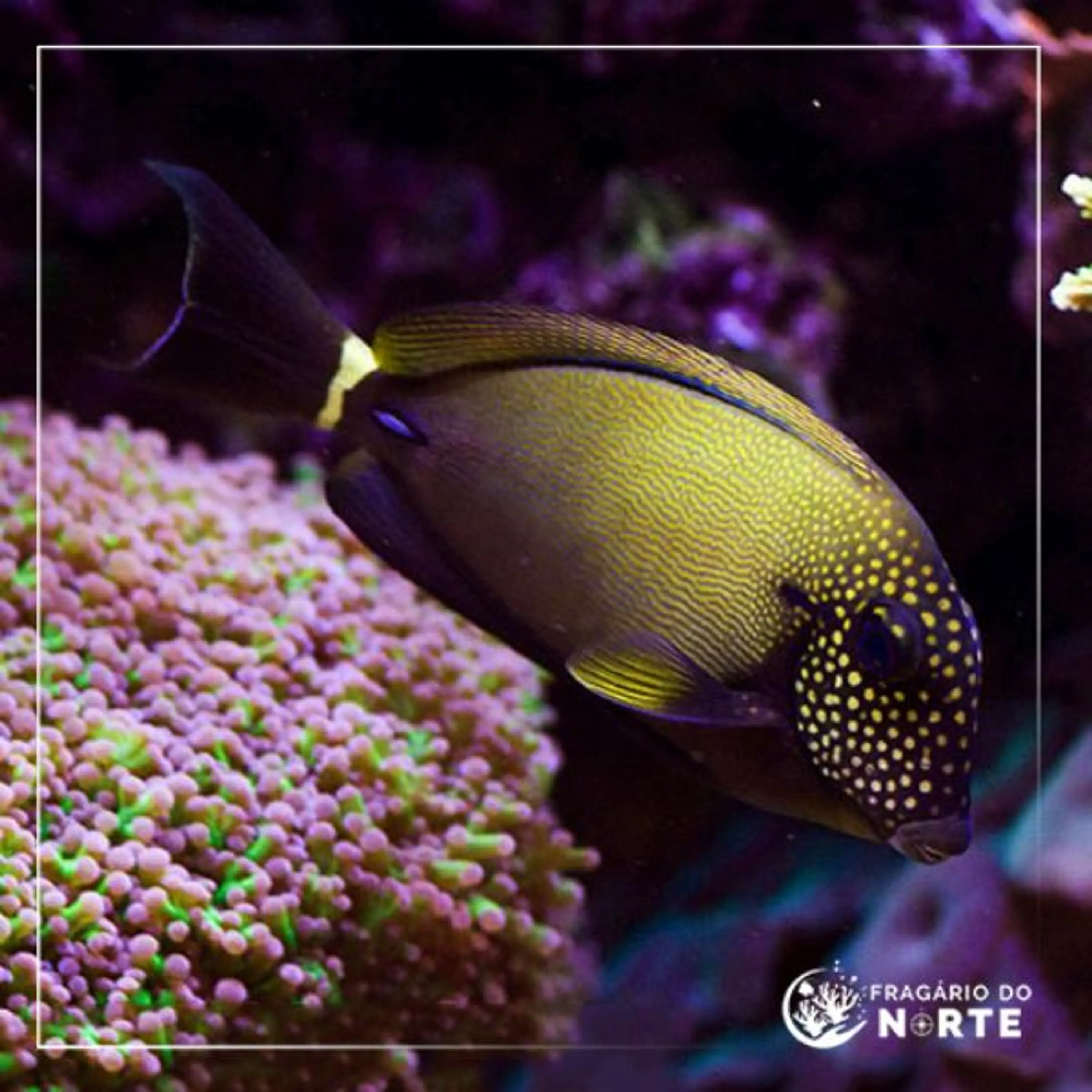 Acanthurus maculiceps