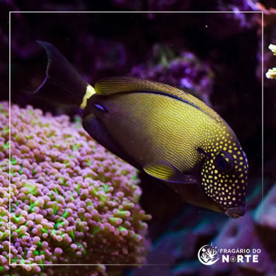 Acanthurus maculiceps 1