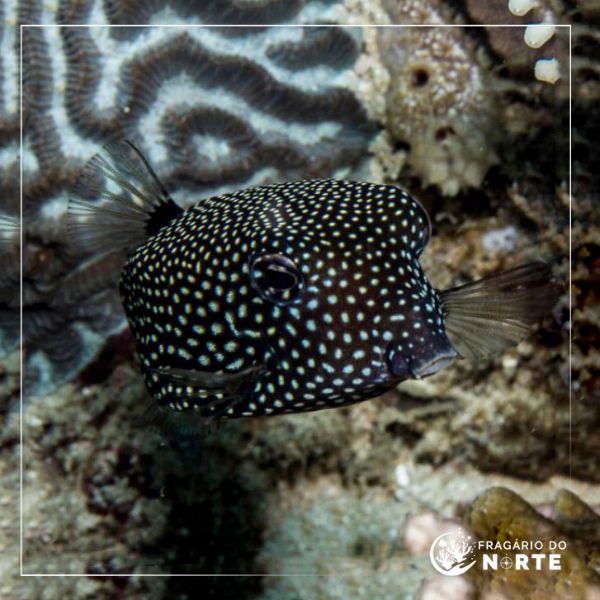 Ostracion meleagris