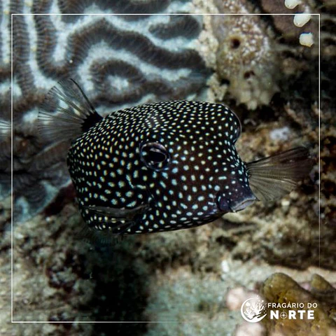 Ostracion meleagris
