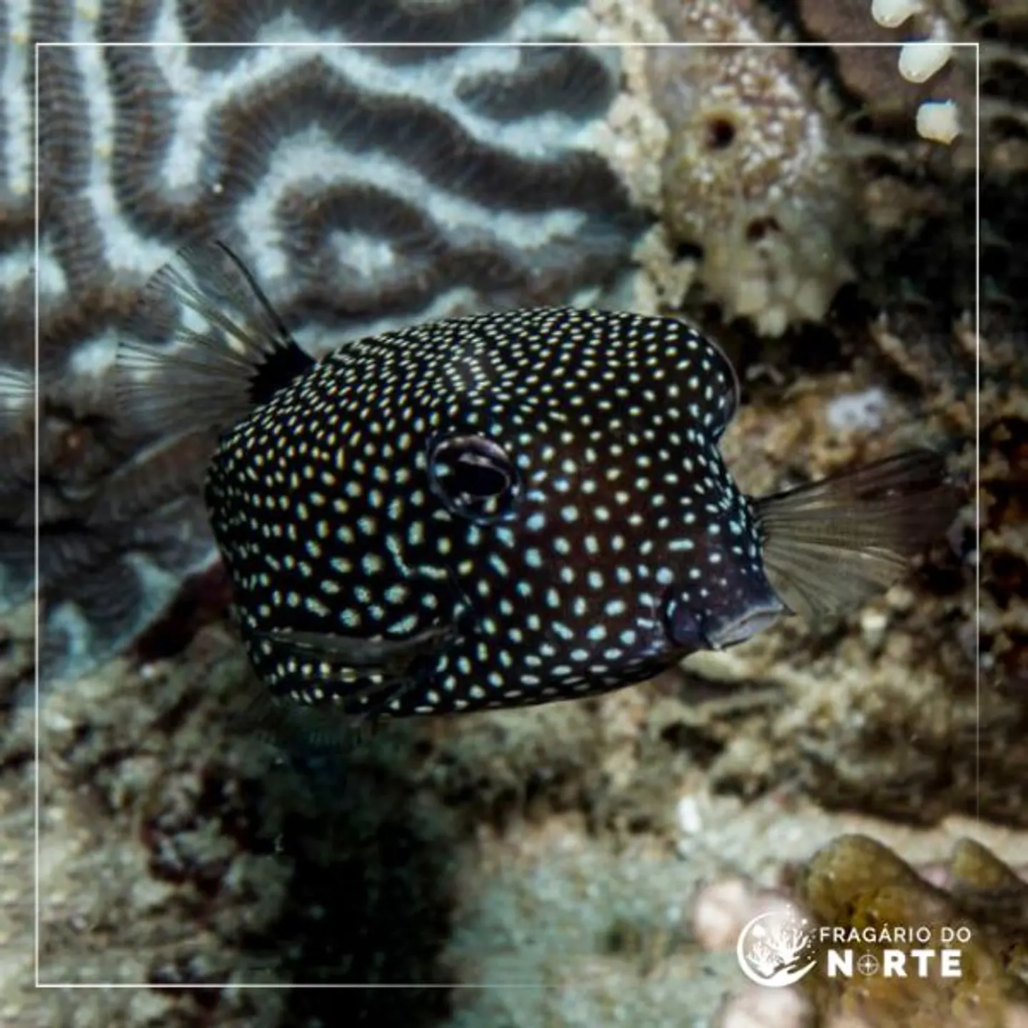 Ostracion meleagris 1