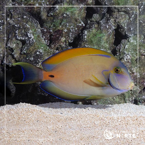 Acanthurus fowleri