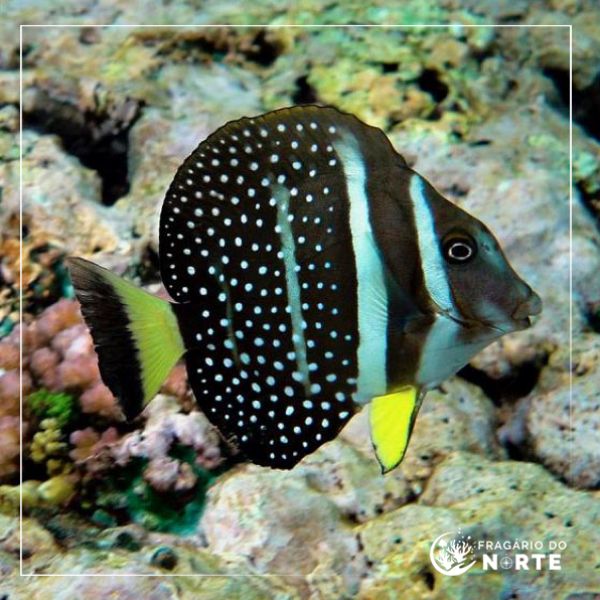 Acanthurus guttatus