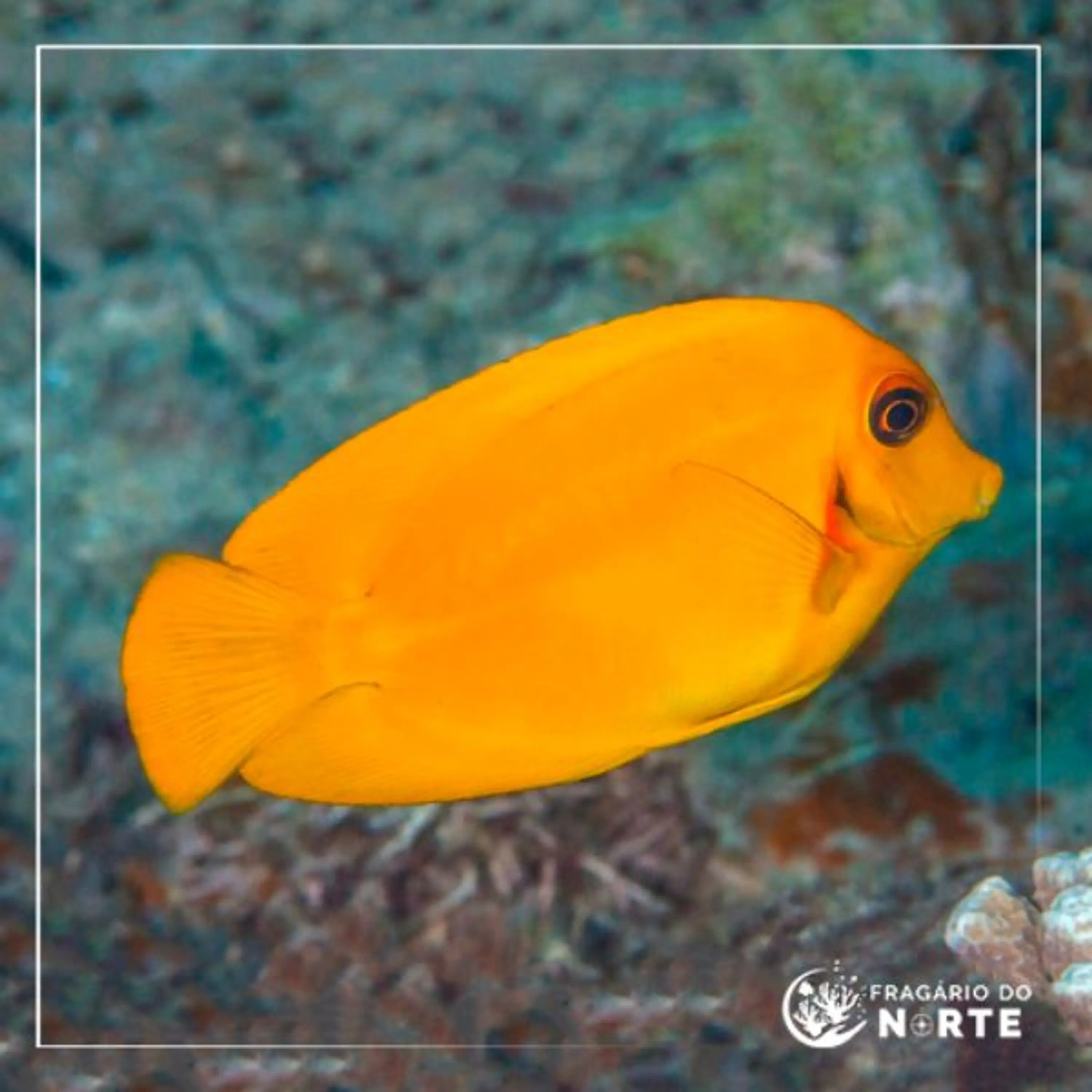 Acanthurus pyroferus Lemon peel