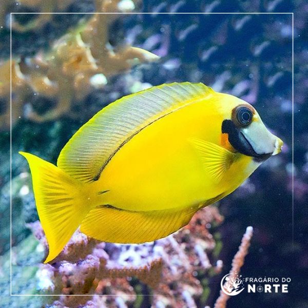 Acanthurus pyroferus Mustard