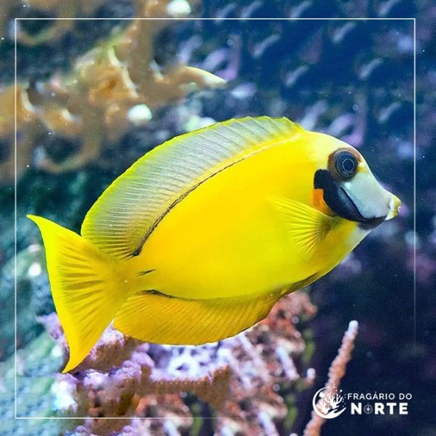 Acanthurus pyroferus Mustard 1