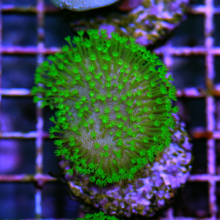 Sarcophyton Fiji