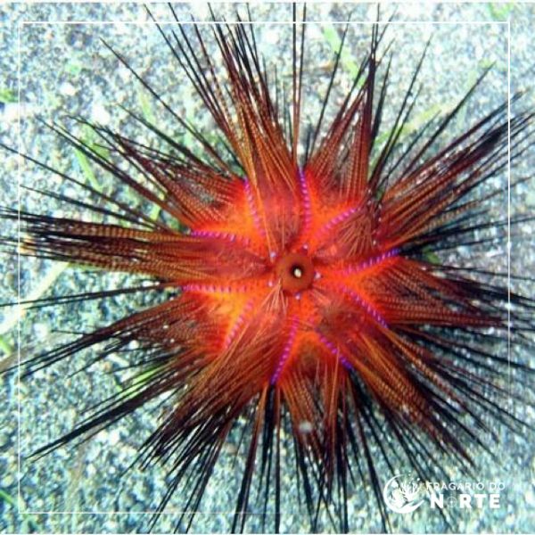 Asteropyga radiata