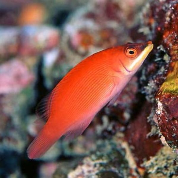 Pseudocheilinus evanidus 1