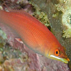 Pseudocheilinus evanidus 2