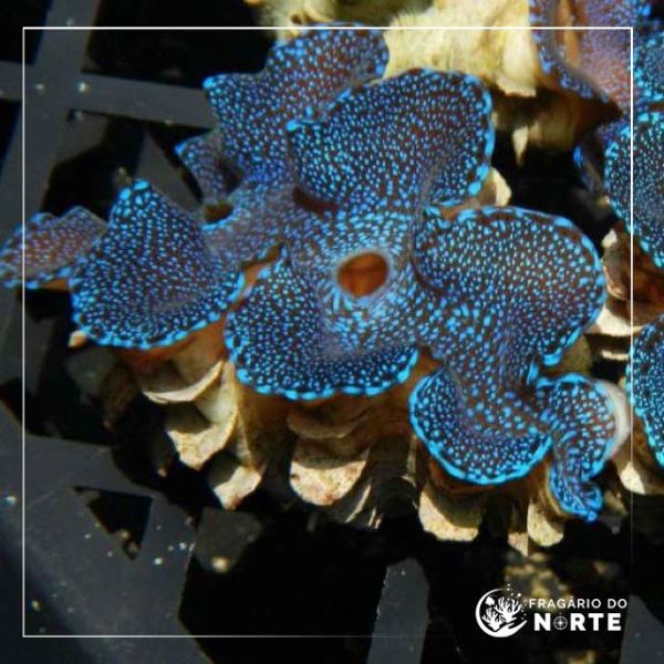 Tridacna squamosa