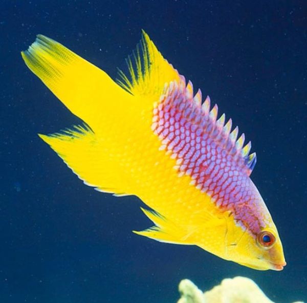 Bodianus rufus