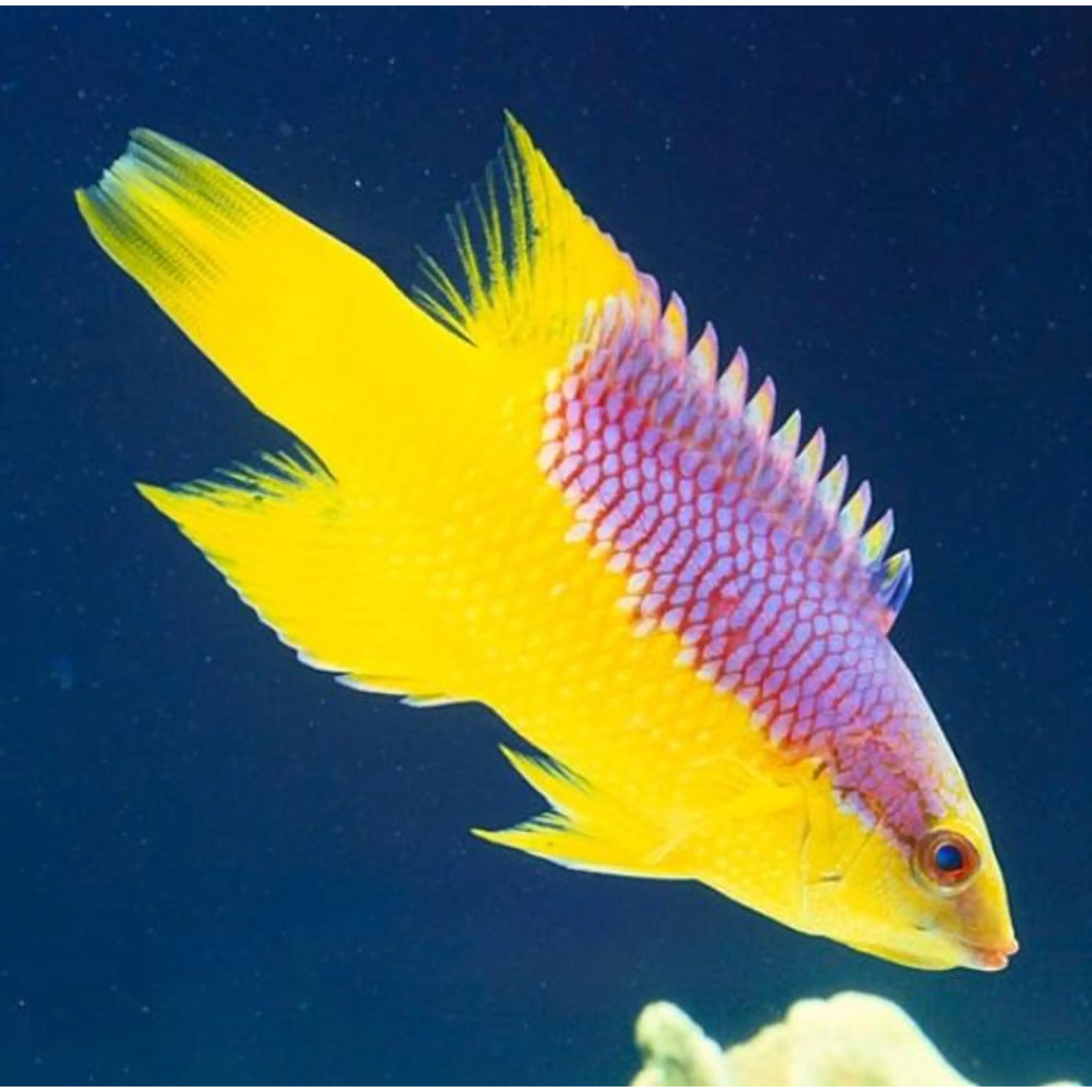 Bodianus rufus