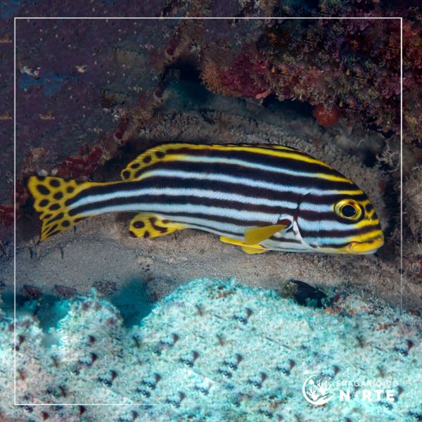 Plectorhinchus vittatus