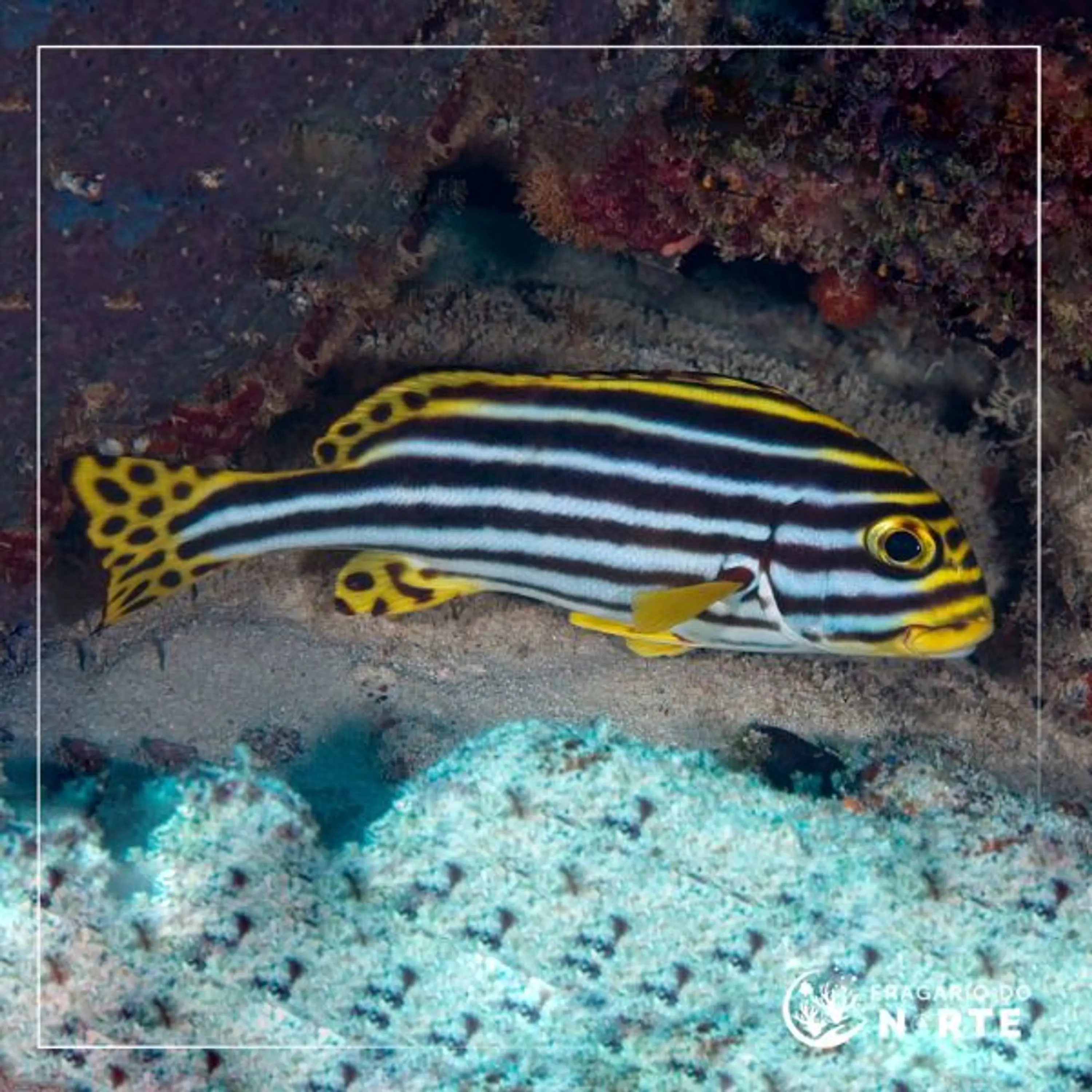 Plectorhinchus vittatus