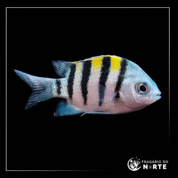 Abudefduf saxatilis
