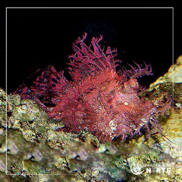 Rhinopias frondosa
