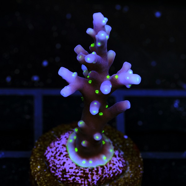 Acropora Mr. Pac Man