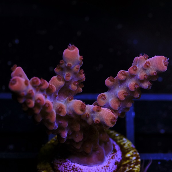 Acropora Paletta Red