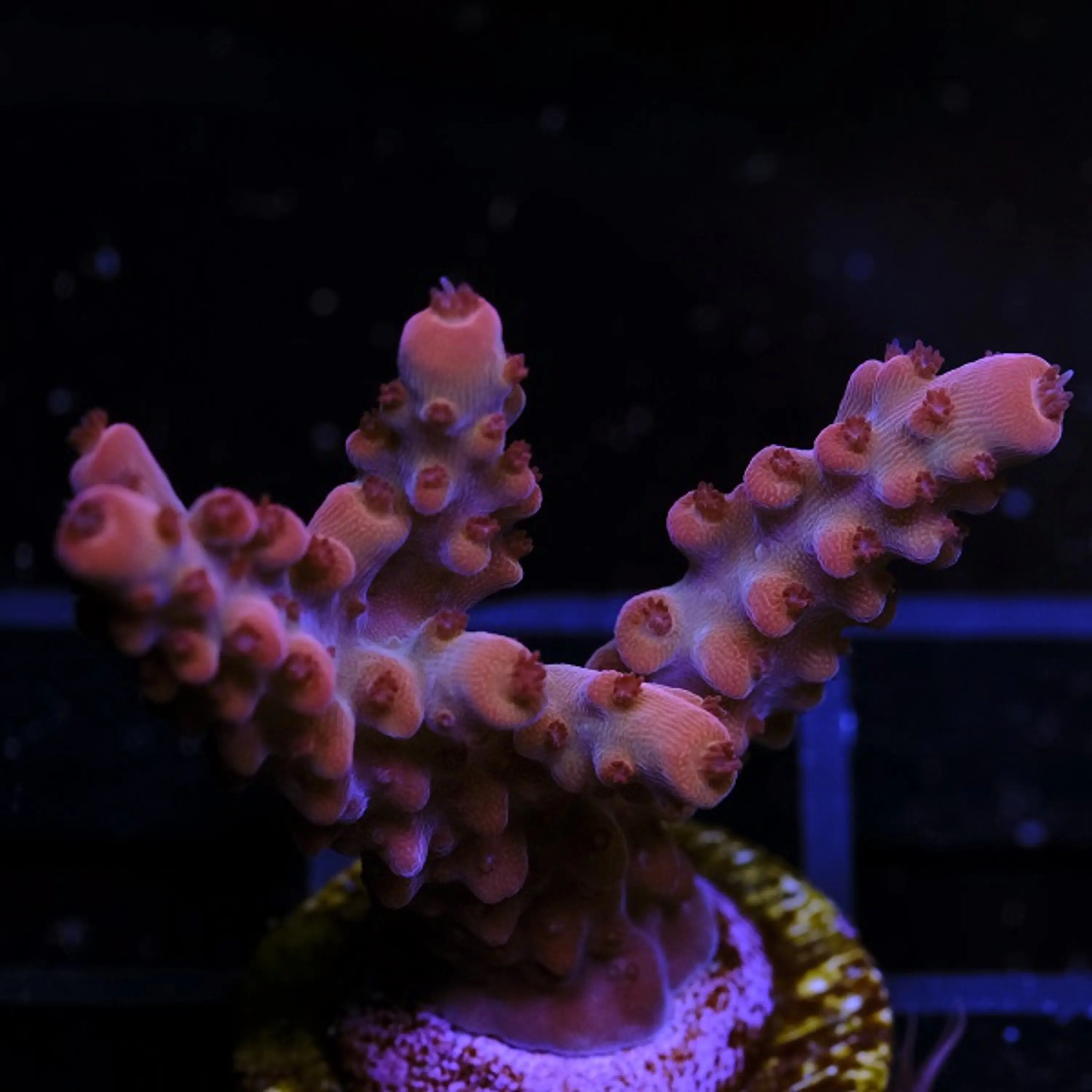 Acropora Paletta Red