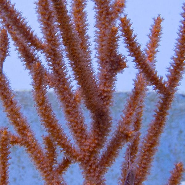 Rusty Gorgonia