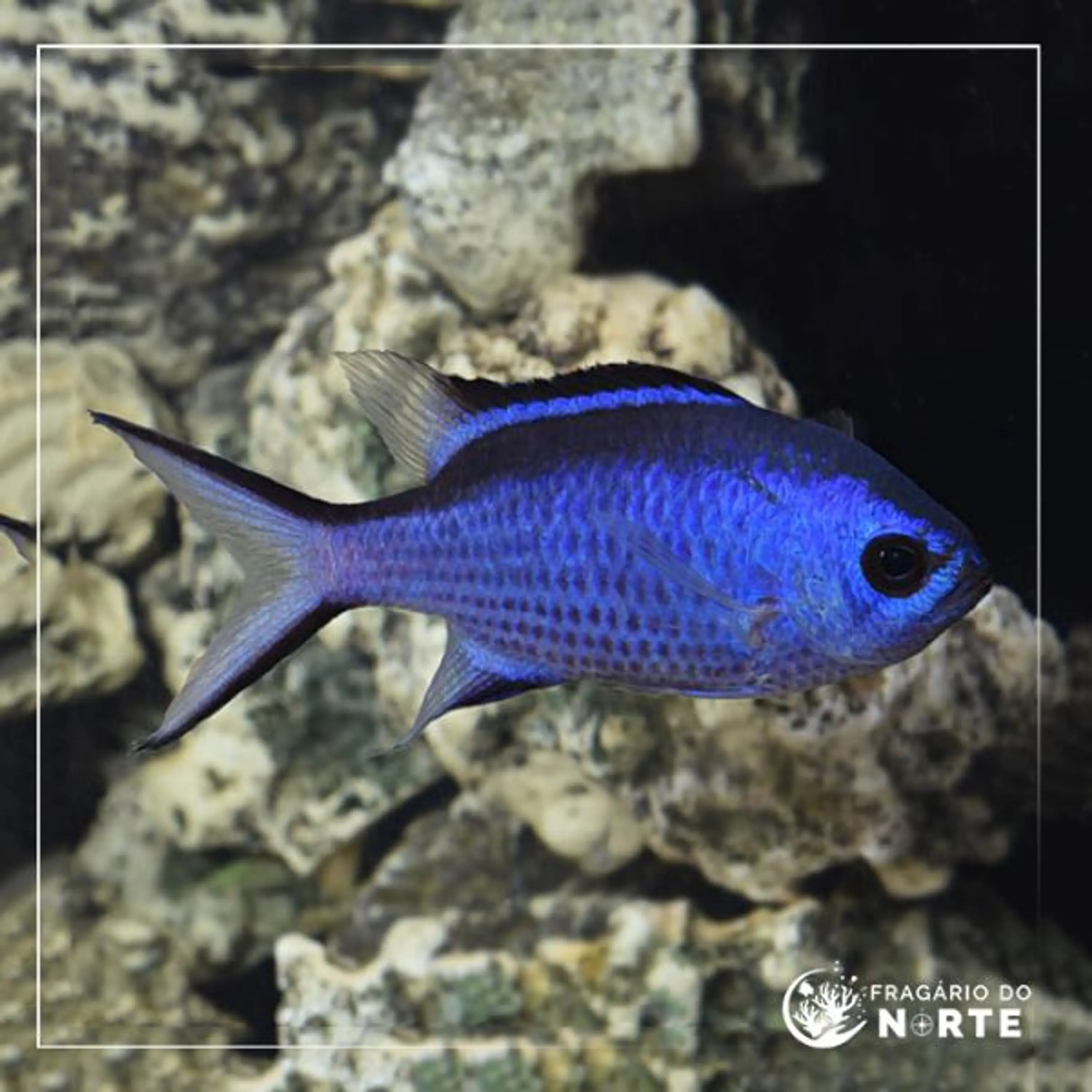 chromis cyanea