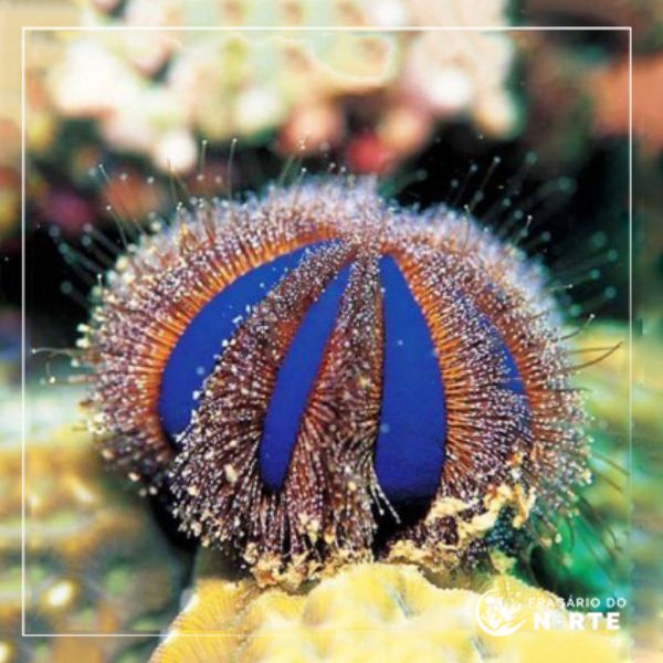 Mespilia globulus