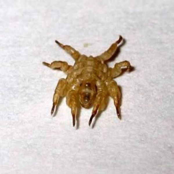 Aranhas do Mar 3