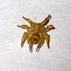 Aranhas do Mar 3