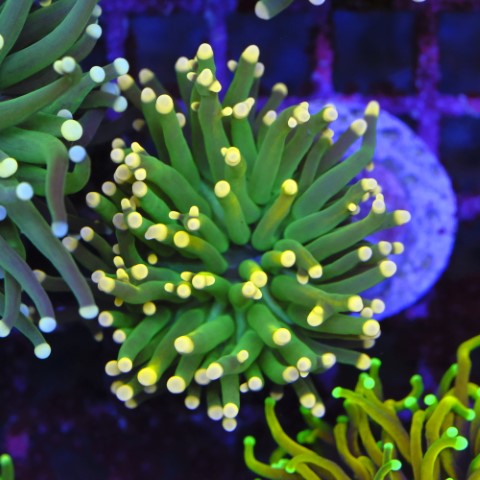 Euphyllia Golden Tip Torch