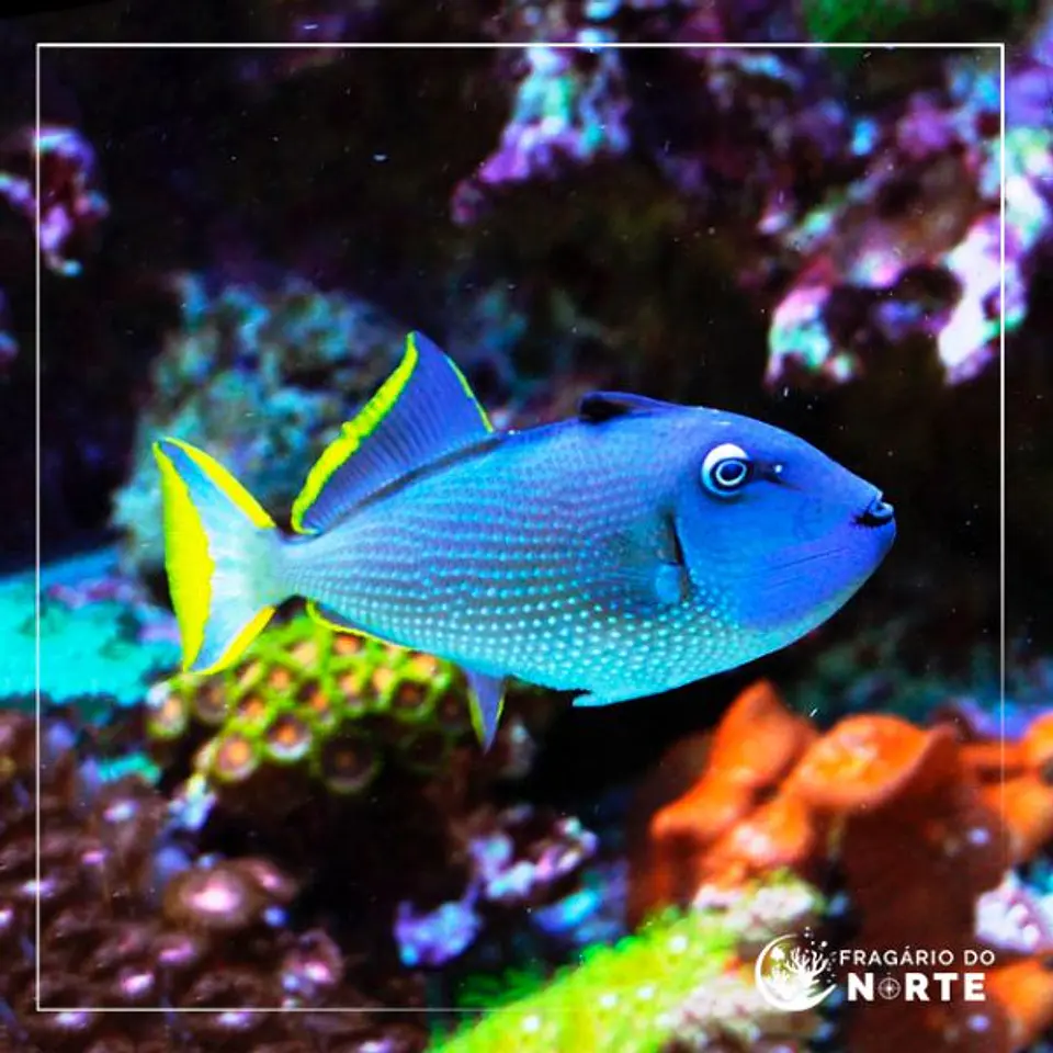 Xanthichthys auromarginatus 1