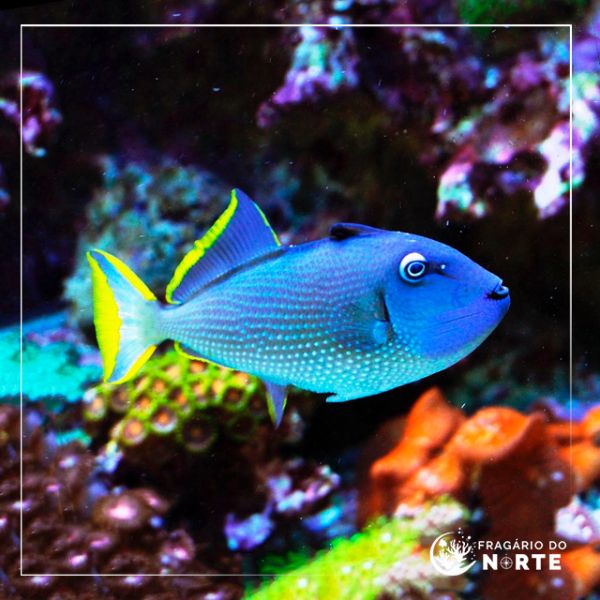 Xanthichthys auromarginatus