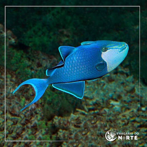Odonus niger