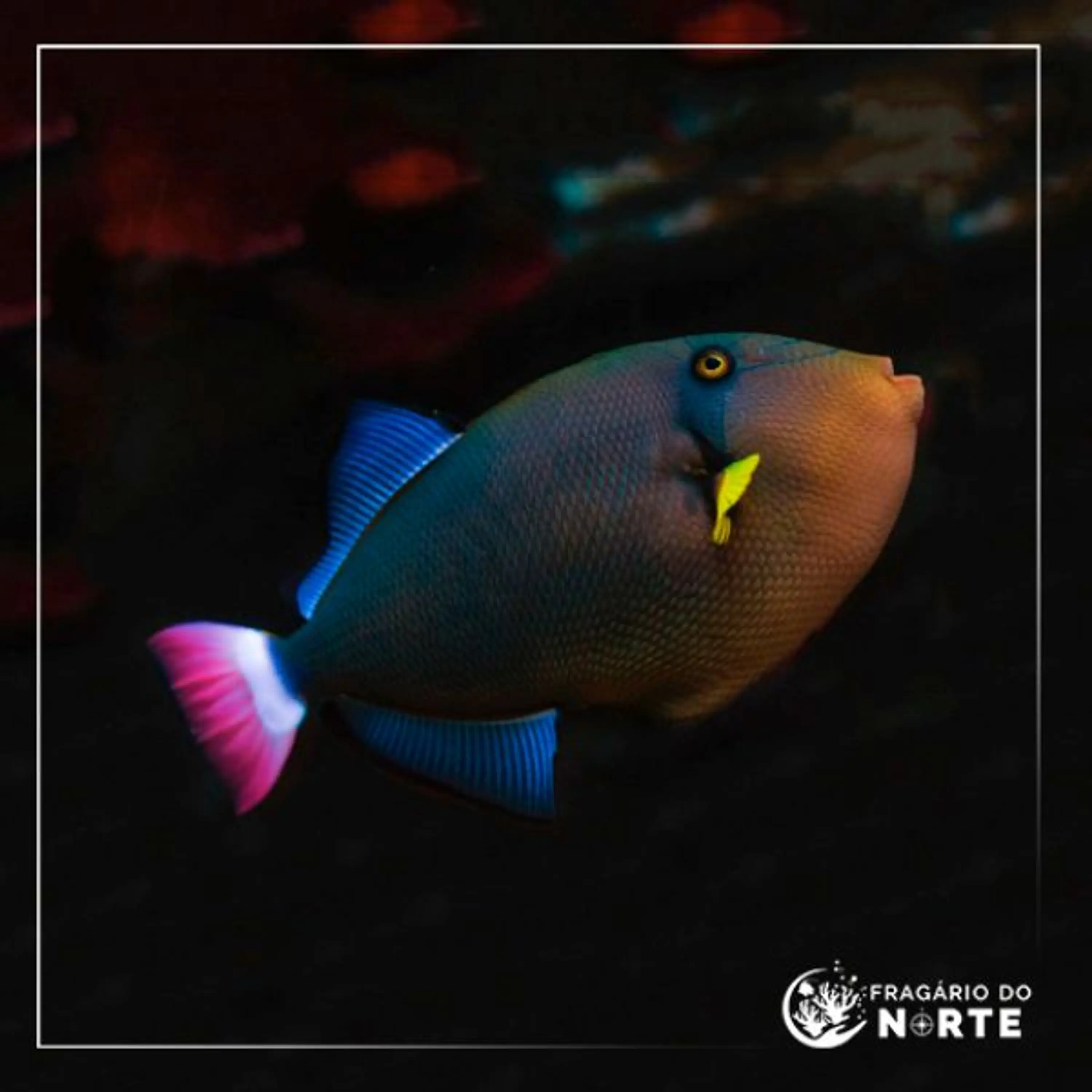 Melichthys vidua