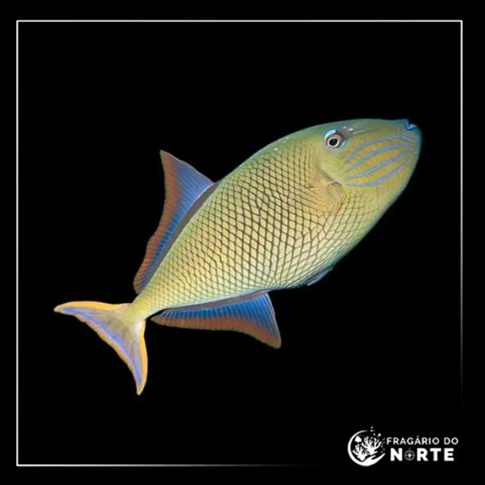 Xanthichthys mento 1