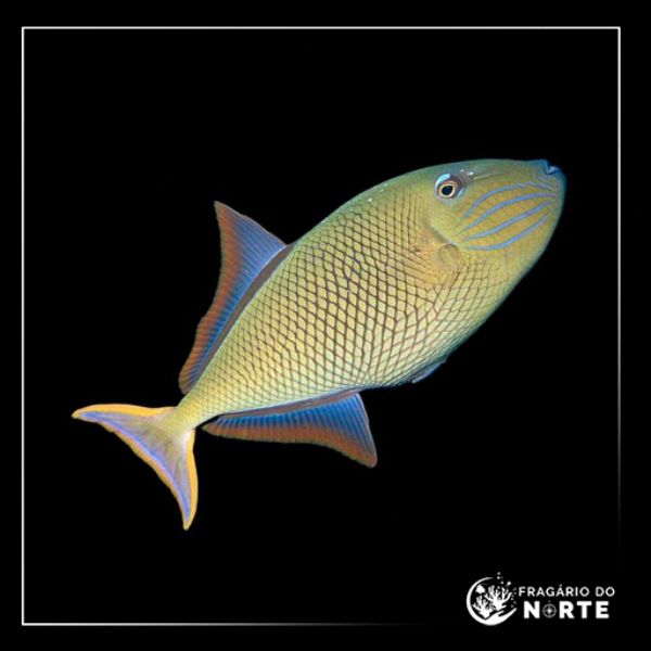 Xanthichthys mento