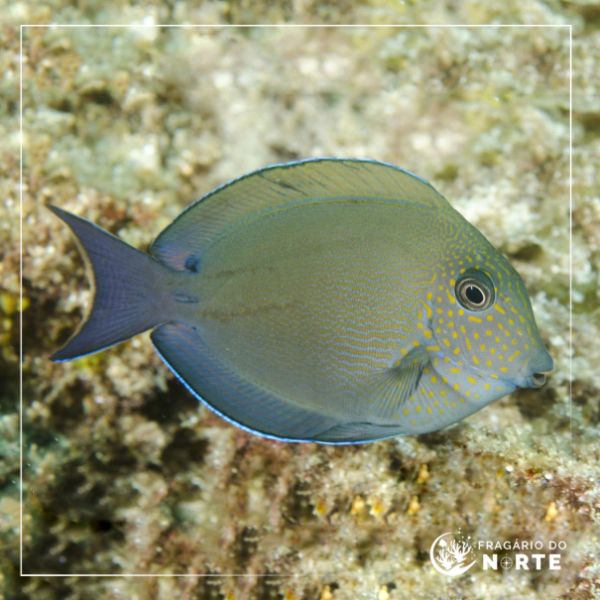 Acanthurus nigrofuscus