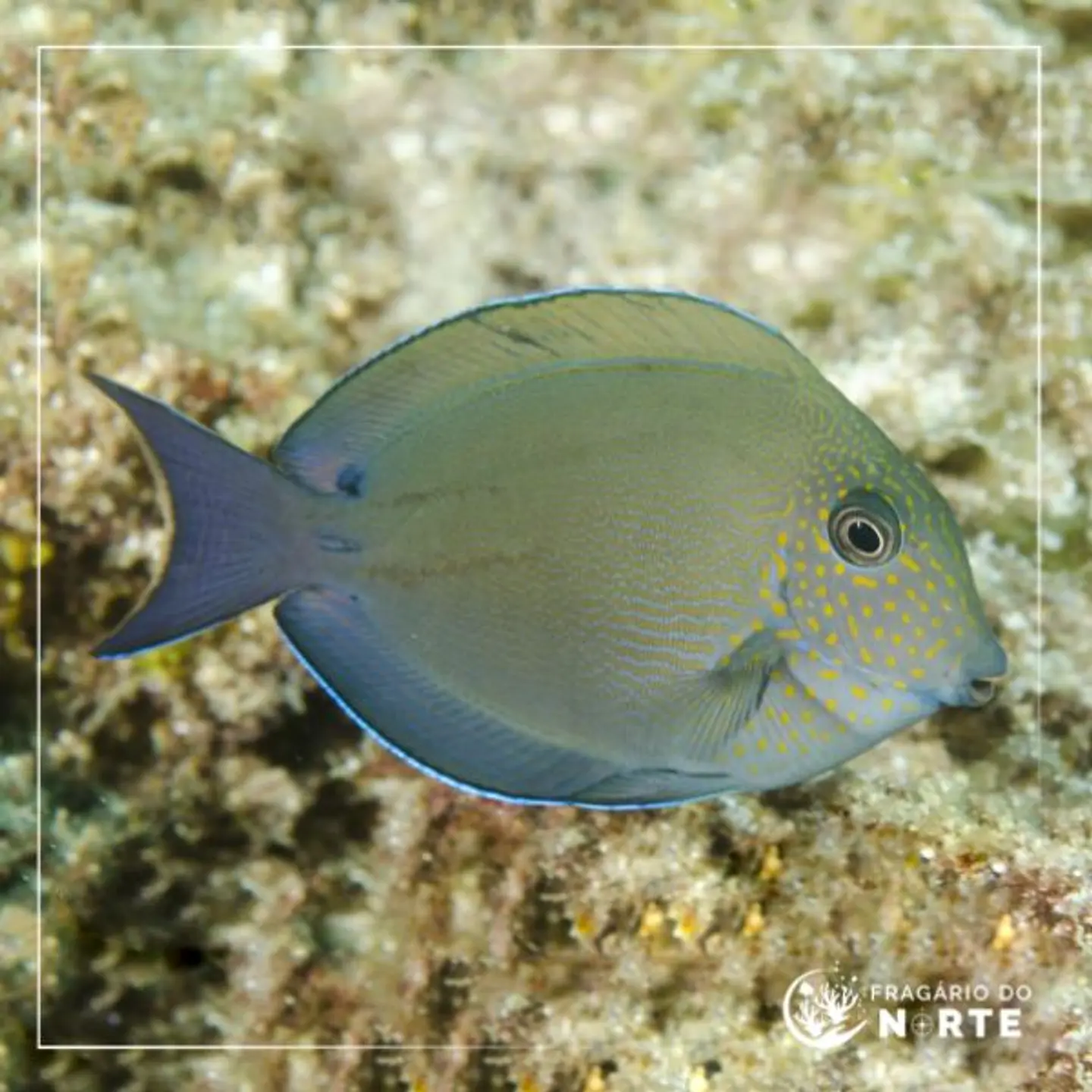 Acanthurus nigrofuscus 1