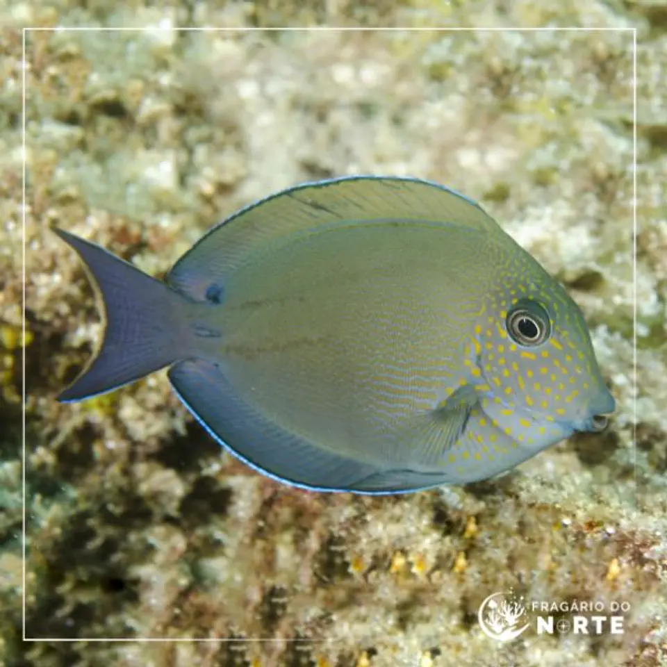 Acanthurus nigrofuscus 1
