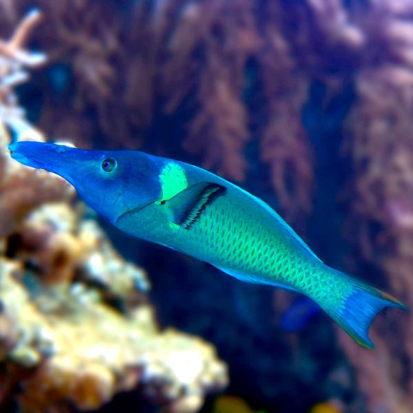 Gomphosus varius