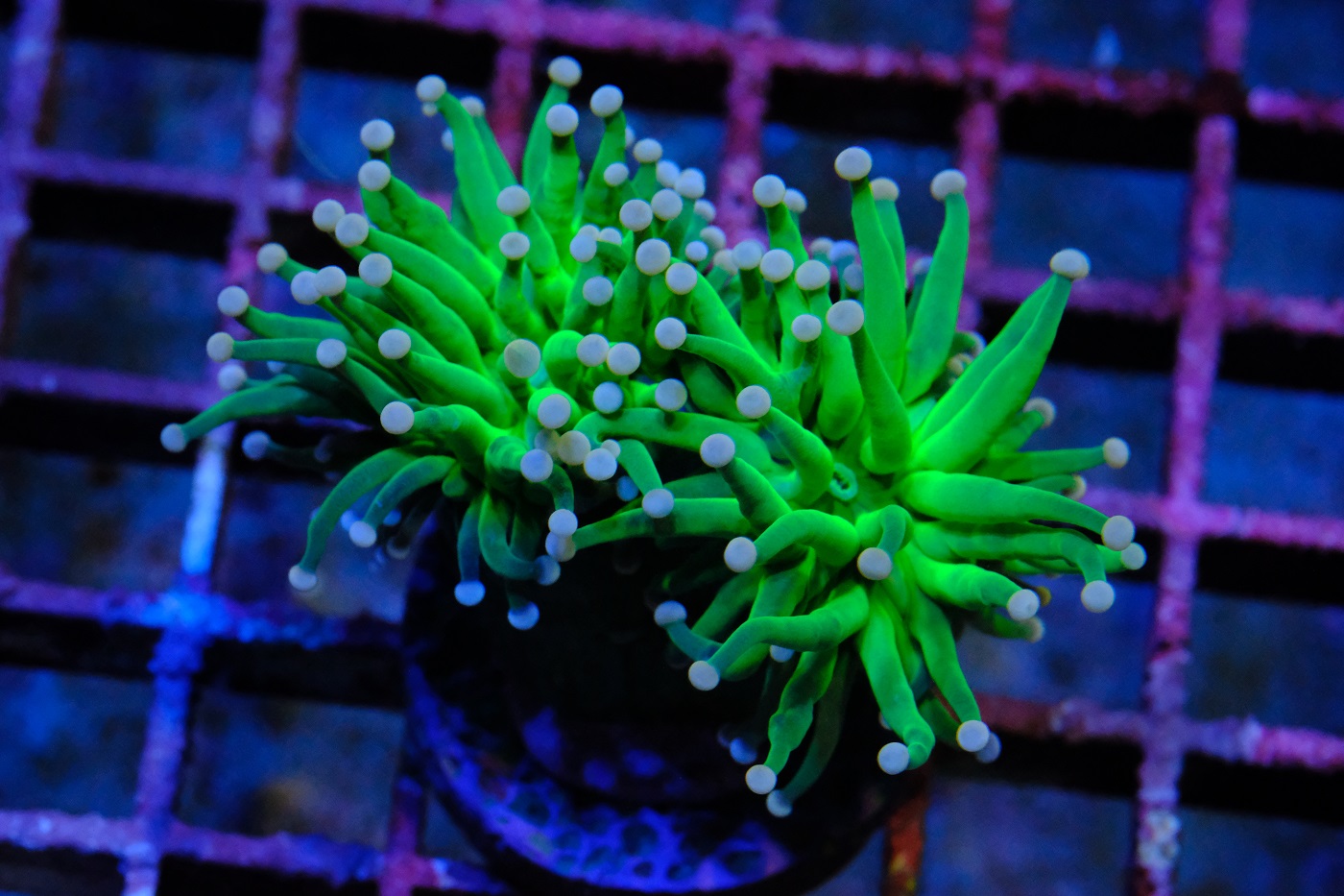 Euphyllia Neon Torch