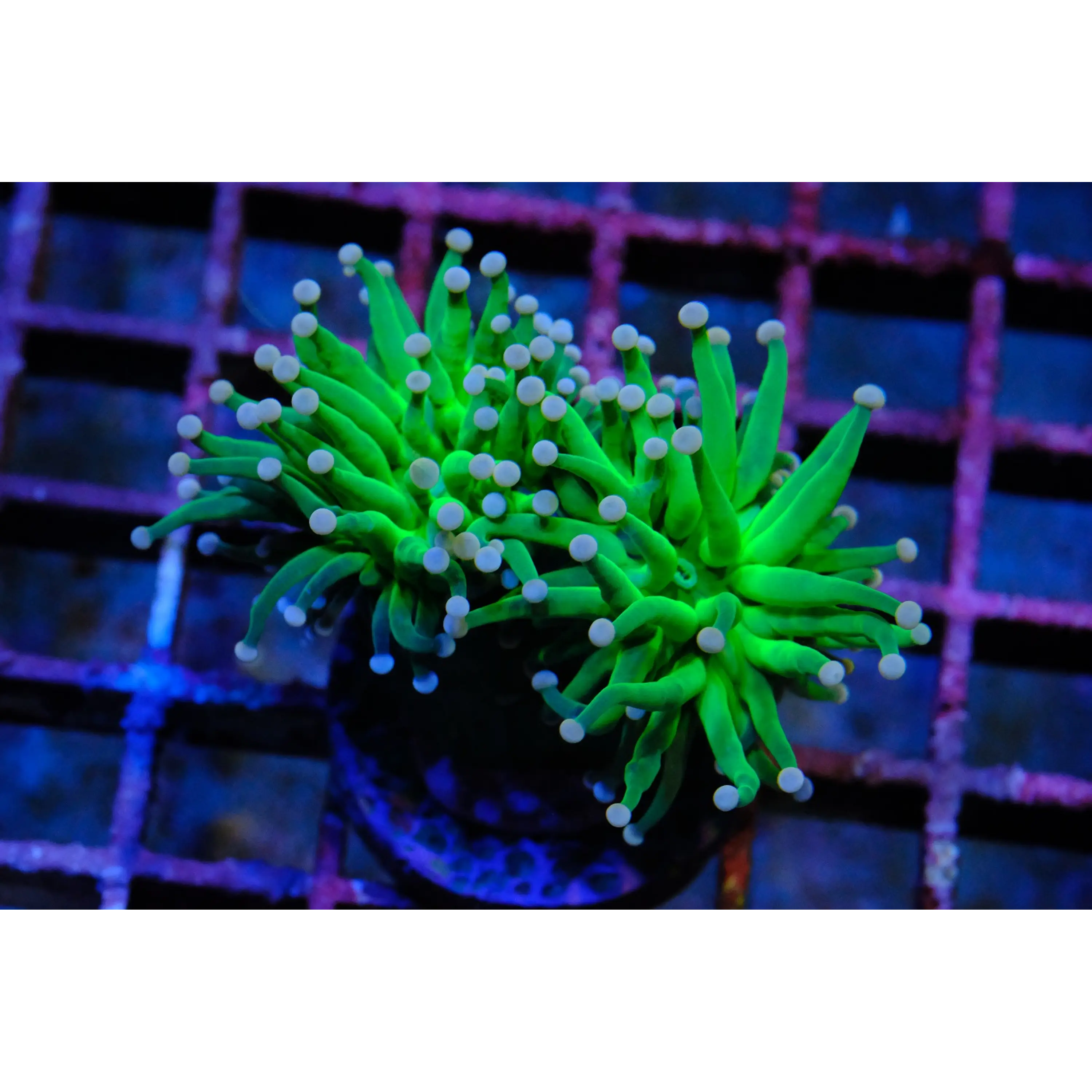 Euphyllia Neon Torch