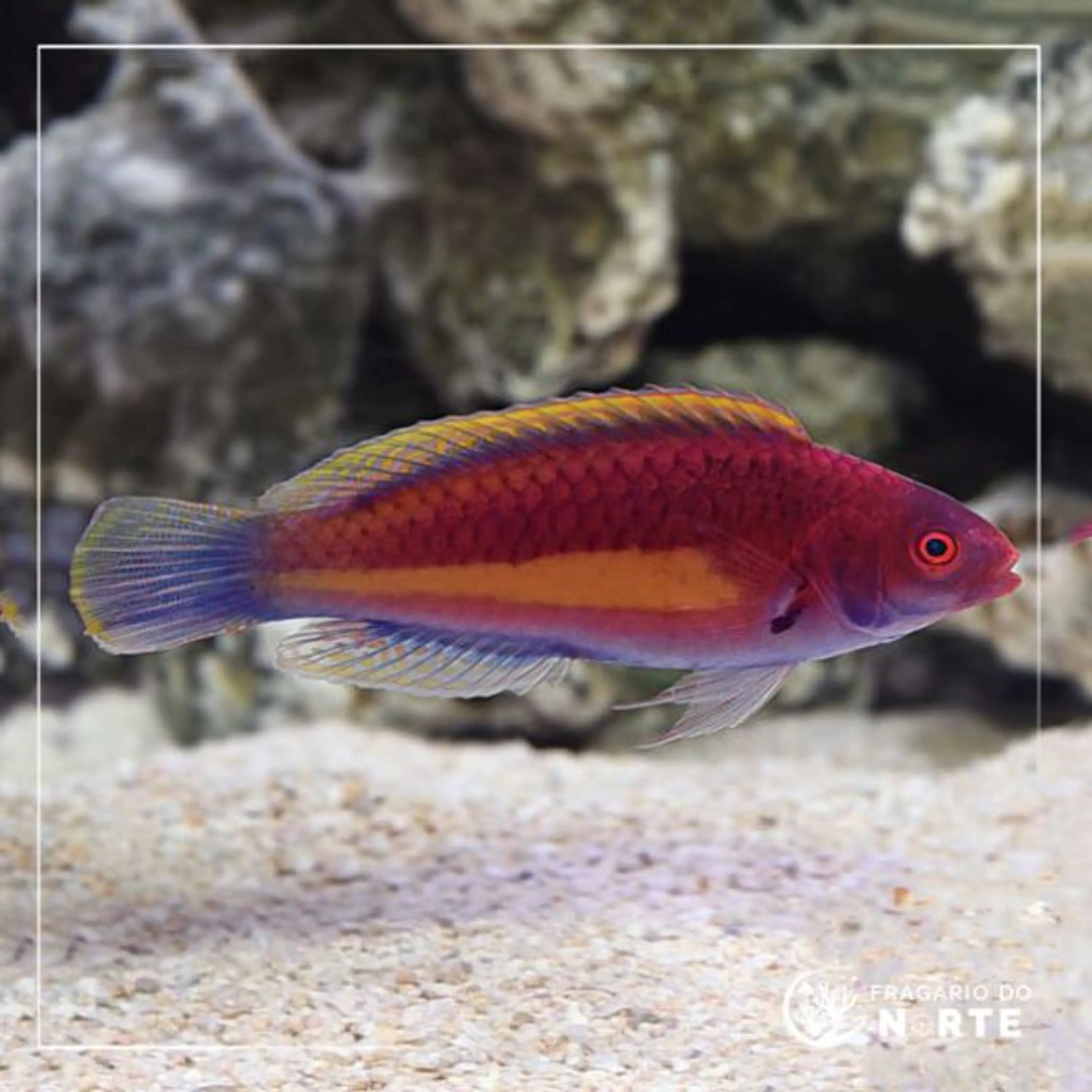 Cirrhilabrus luteovittatus