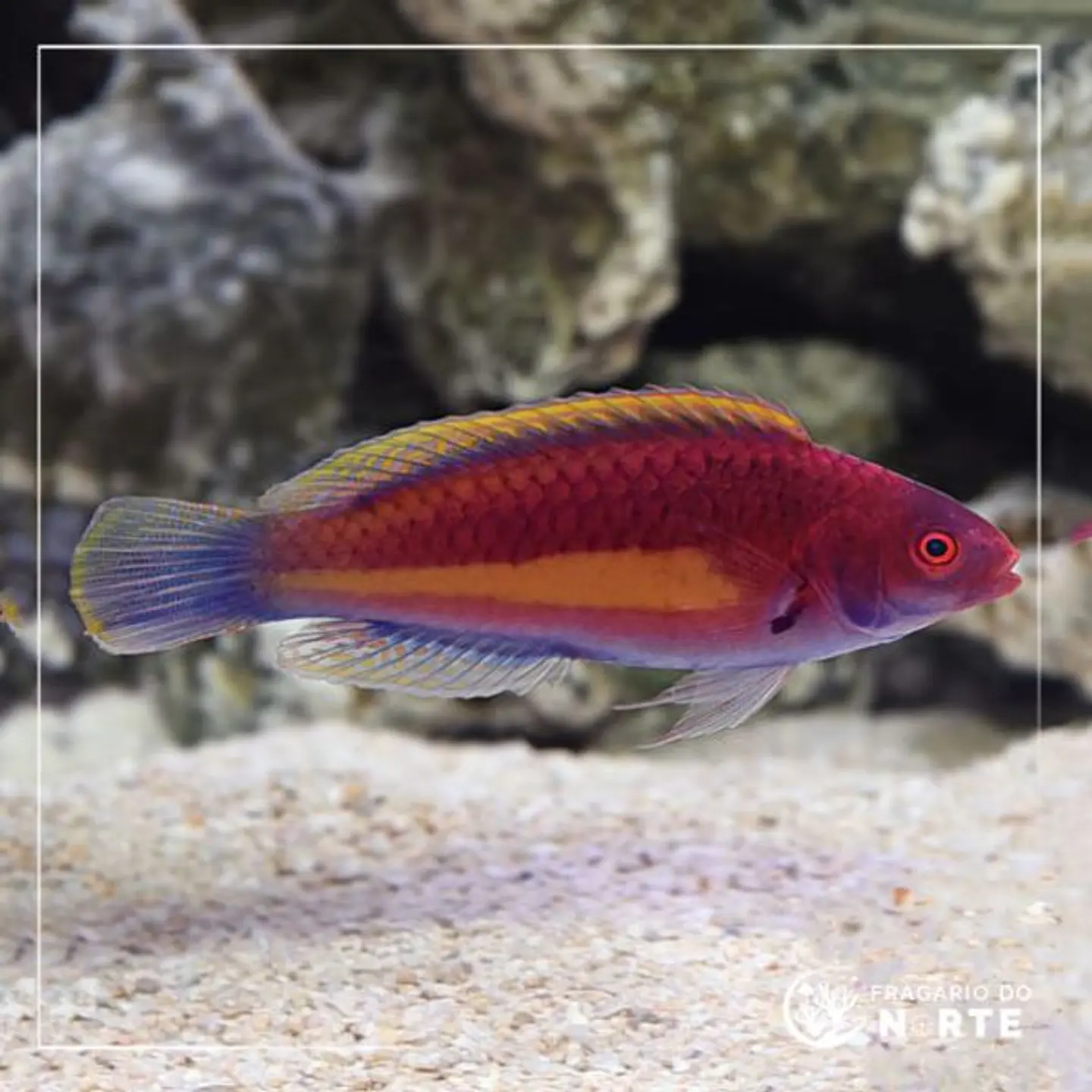 Cirrhilabrus luteovittatus 1