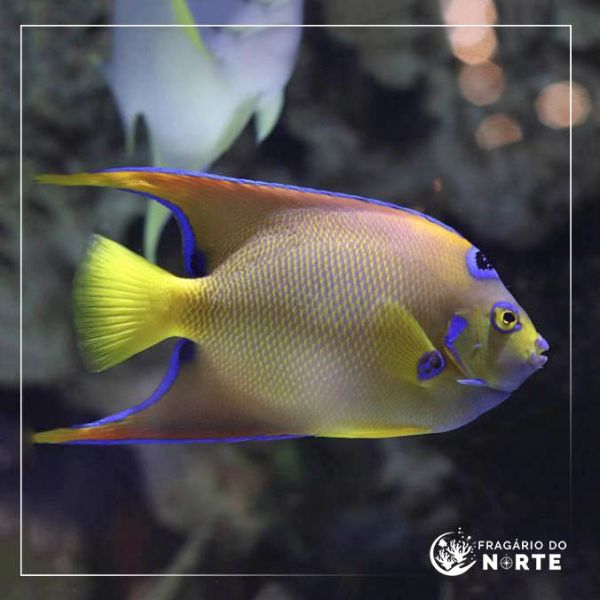 Holacanthus ciliaris Adulto